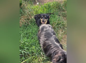 Pauli - kleiner Schatz