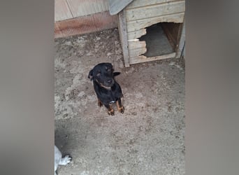 Wilma - sollte sterben