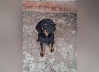 Wilma - sollte sterben