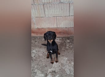 Wilma - sollte sterben