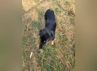 Pauli - kleiner Schatz