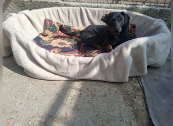 Wilma - sollte sterben