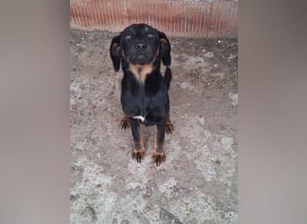 Wilma - sollte sterben