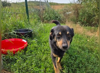 Pauli - kleiner Schatz