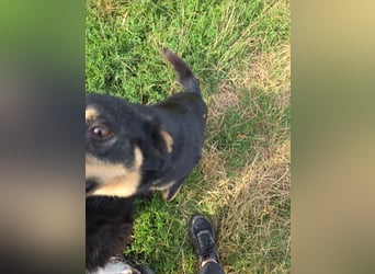 Pauli - kleiner Schatz