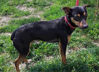 Zuckersüßer Donut - sensibler kleiner Herzenshund sucht sein Glück