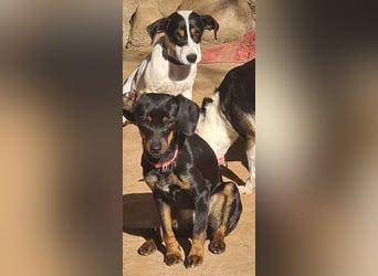 Katerine, eine kleine zarte Begleiterin