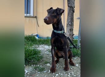 Jazmín  - lebensfroh, anhänglich und voller Hoffnung