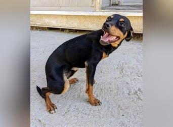 Cooper - kleiner Herzenshund mit großer Lebensfreude sucht sein Für-immer-Zuhause