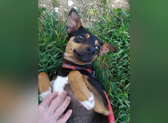 Zuckersüßer Donut - sensibler kleiner Herzenshund sucht sein Glück