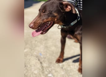 Jazmín  - lebensfroh, anhänglich und voller Hoffnung