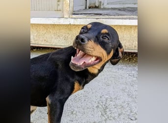 Cooper - kleiner Herzenshund mit großer Lebensfreude sucht sein Für-immer-Zuhause