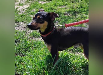 Zuckersüßer Donut - sensibler kleiner Herzenshund sucht sein Glück