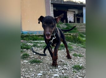 Jazmín  - lebensfroh, anhänglich und voller Hoffnung