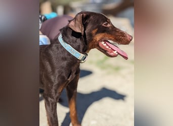 Jazmín  - lebensfroh, anhänglich und voller Hoffnung