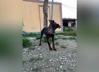 Jazmín  - lebensfroh, anhänglich und voller Hoffnung