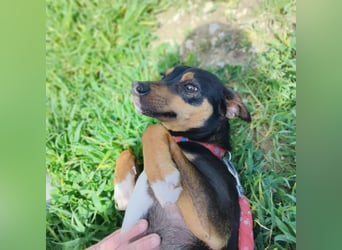 Zuckersüßer Donut - sensibler kleiner Herzenshund sucht sein Glück