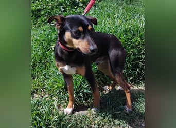 Zuckersüßer Donut - sensibler kleiner Herzenshund sucht sein Glück