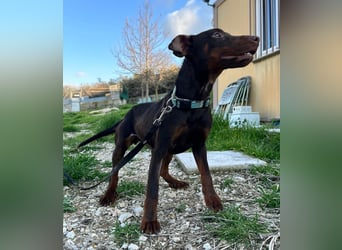 Jazmín  - lebensfroh, anhänglich und voller Hoffnung