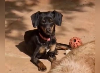 Katerine, eine kleine zarte Begleiterin