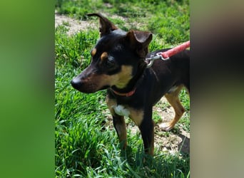 Zuckersüßer Donut - sensibler kleiner Herzenshund sucht sein Glück