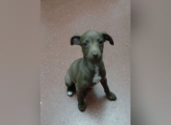 Fran(k) auf Familiensuche