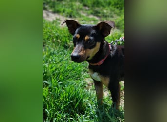 Zuckersüßer Donut - sensibler kleiner Herzenshund sucht sein Glück