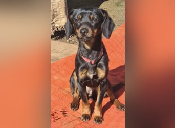 Katerine, eine kleine zarte Begleiterin