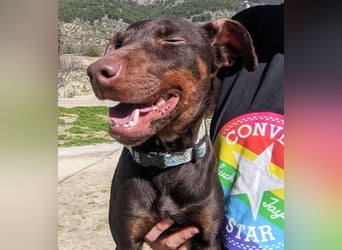 Jazmín  - lebensfroh, anhänglich und voller Hoffnung