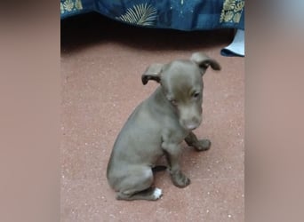 Fran(k) auf Familiensuche