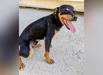 Cooper - kleiner Herzenshund mit großer Lebensfreude sucht sein Für-immer-Zuhause