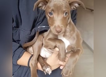 Fran(k) auf Familiensuche