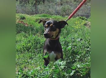 Zuckersüßer Donut - sensibler kleiner Herzenshund sucht sein Glück