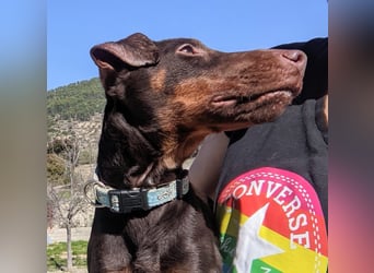 Jazmín  - lebensfroh, anhänglich und voller Hoffnung