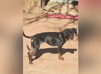 Katerine, eine kleine zarte Begleiterin