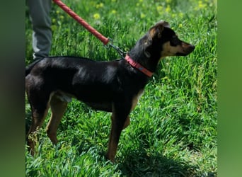 Zuckersüßer Donut - sensibler kleiner Herzenshund sucht sein Glück