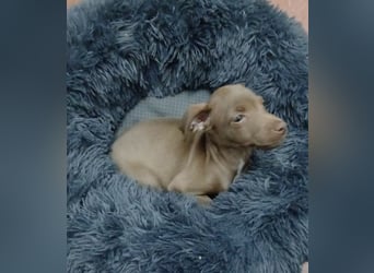 Fran(k) auf Familiensuche