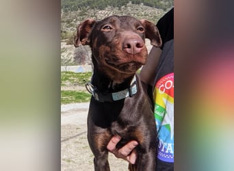 Jazmín  - lebensfroh, anhänglich und voller Hoffnung