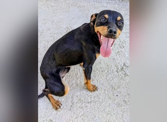 Cooper - kleiner Herzenshund mit großer Lebensfreude sucht sein Für-immer-Zuhause