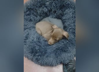 Fran(k) auf Familiensuche