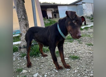 Jazmín  - lebensfroh, anhänglich und voller Hoffnung