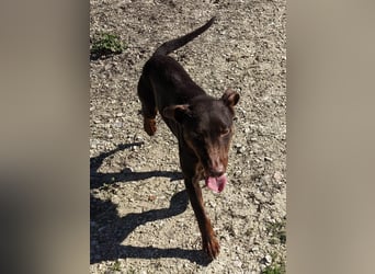 Jazmín  - lebensfroh, anhänglich und voller Hoffnung