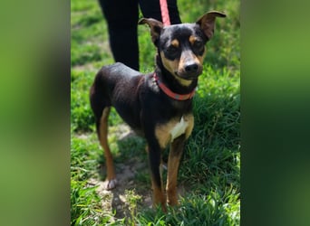 Zuckersüßer Donut - sensibler kleiner Herzenshund sucht sein Glück