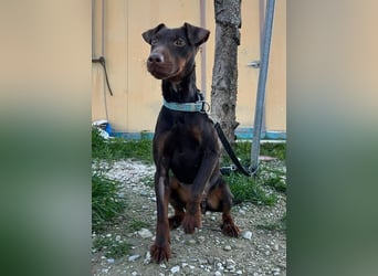 Jazmín  - lebensfroh, anhänglich und voller Hoffnung