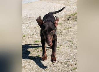 Jazmín  - lebensfroh, anhänglich und voller Hoffnung