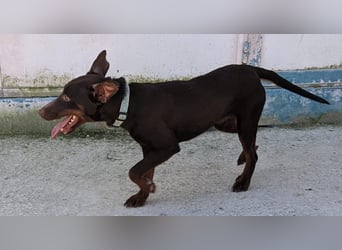 Jazmín  - lebensfroh, anhänglich und voller Hoffnung