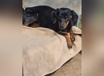 Katerine, eine kleine zarte Begleiterin