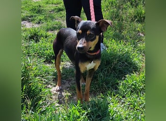 Zuckersüßer Donut - sensibler kleiner Herzenshund sucht sein Glück