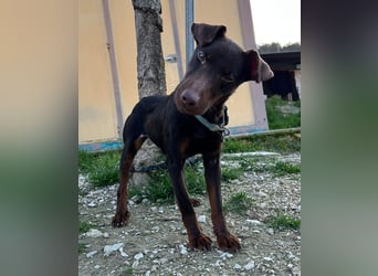 Jazmín  - lebensfroh, anhänglich und voller Hoffnung