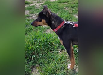 Zuckersüßer Donut - sensibler kleiner Herzenshund sucht sein Glück